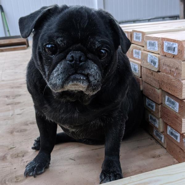 /images/uploads/pug nation rescue of los angeles/pugnation2021/entries/15145thumb.jpg